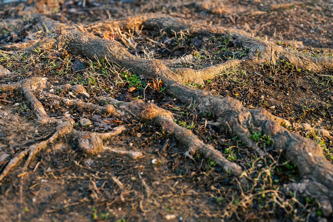 Racines apparentes et sol autour d’un arbre